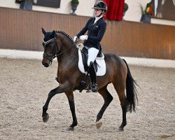 dressage horse Dressed de Luxe (German Riding Pony, 2017, from Dressed in Gold 3)