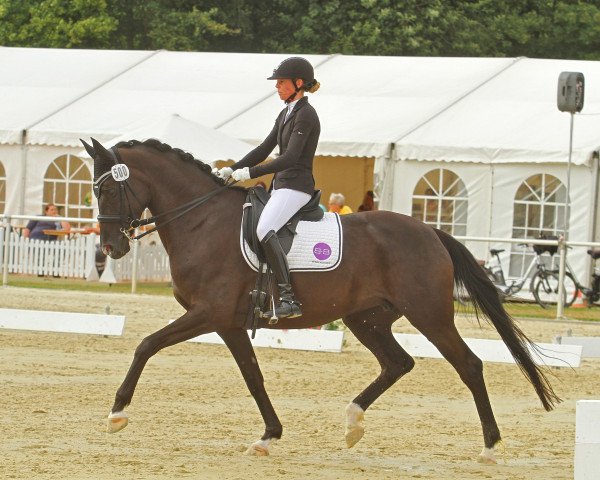 broodmare Her Majesty 4 (Westphalian, 2004, from Hohenstein I)