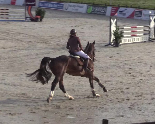 Reitturnier Westergellersen 2023