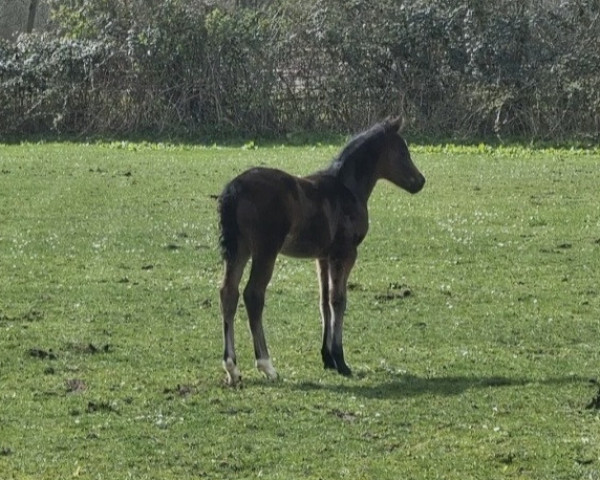 horse Ponymims Dreikäsehoch (Westphalian, 2023, from Diamond Touch NRW)