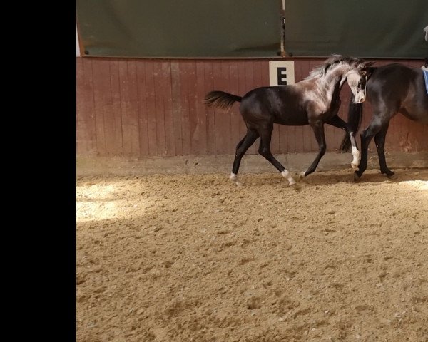 horse Fräulein Fein (Westphalian, 2022, from Dimaggio Black)