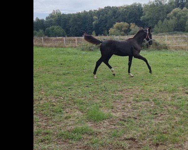 horse Constantin (Westphalian, 2022, from Christ)