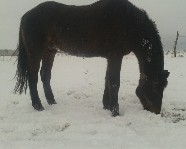 horse Up to Date 36 (Trakehner, 1989, from Caprimond)