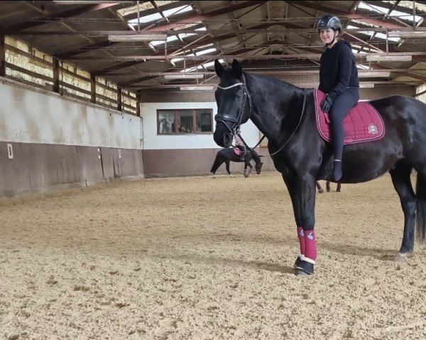 dressage horse Leeonardi (Trakehner, 2008, from Gribaldi) dressage horse Leeonardi (Trakehner, 2008, from Gribaldi)