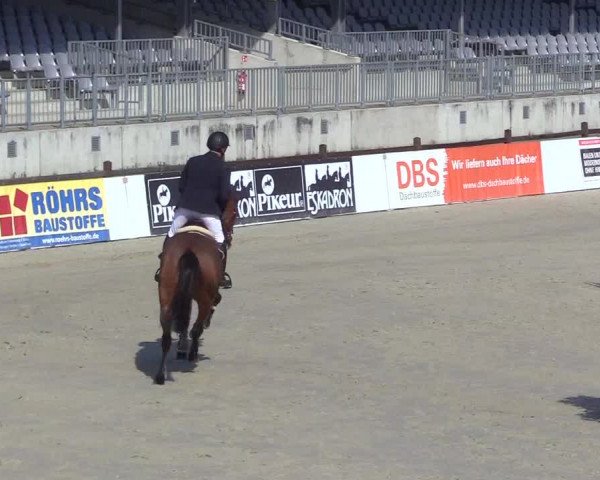 Reitturnier Westergellersen 2023