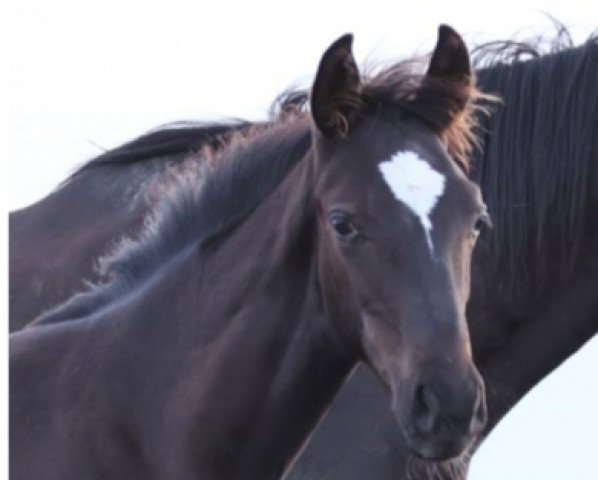 Deckhengst Fabiano Z (Zangersheide Reitpferd, 2021, von Flint)