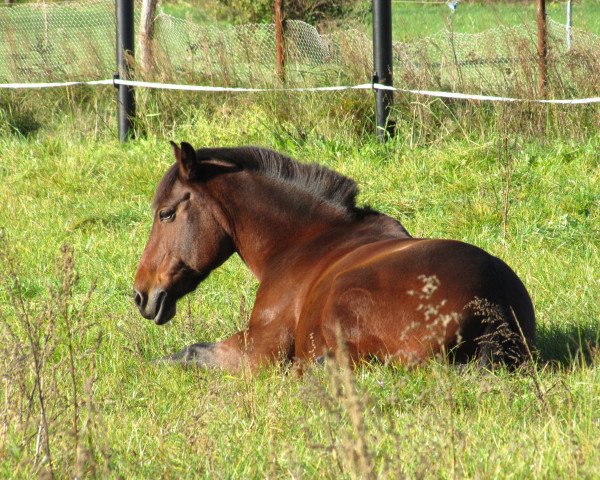 horse Go-Go 6 (Mecklenburg, 1993, from Gotas B.482 x)