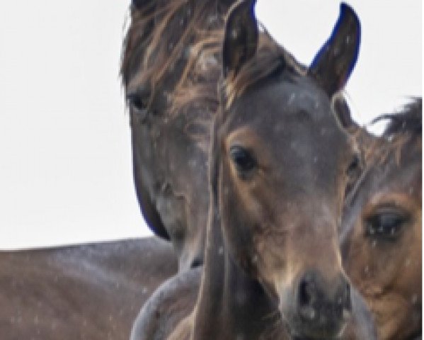 Deckhengst Fandango Z (Zangersheide Reitpferd, 2021, von Flint)