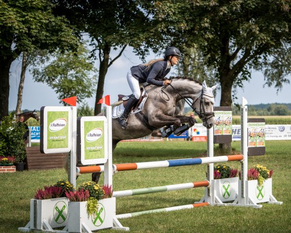 broodmare Herzallerliebst (German Sport Horse, 2017, from Hickstead White)