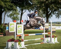 Zuchtstute Herzallerliebst (Deutsches Sportpferd, 2017, von HICKSTEAD WHITE)