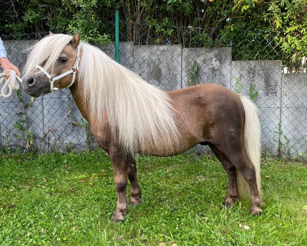 stallion Zirco van Polderka (KWPN (Royal Dutch Sporthorse), 2006, from Kerswell Cloud)