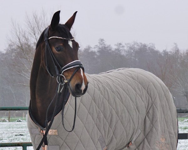 broodmare First Love 37 (Hanoverian, 2015)