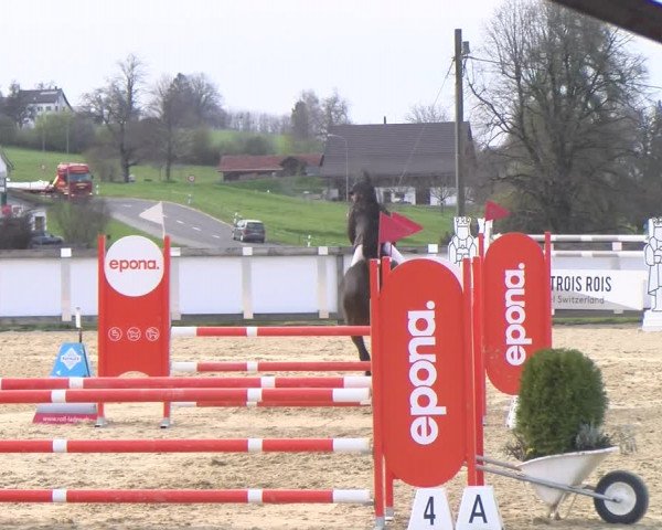 Reitturnier Wädenswil 2023