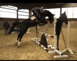 jumper Colani 78 (Zangersheide riding horse, 2017, from Comilfo Plus Z)