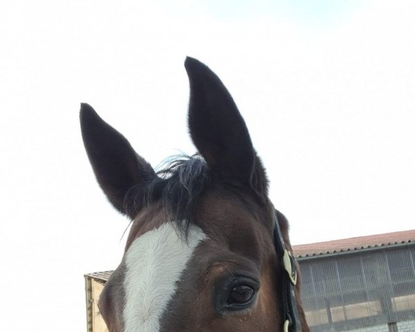 broodmare La Culina (Hanoverian, 2002, from Likoto xx)