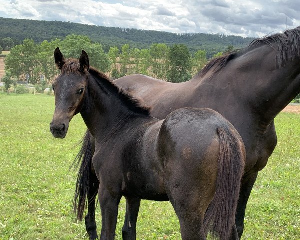 Pferd Anna-Caidis W (Deutsches Sportpferd, 2021, von Cornets Pleasure Dree Boeken)