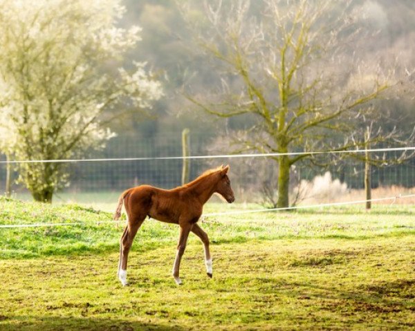 horse ZackZack CR (Holsteiner, 2023, from Zuccero Hv)
