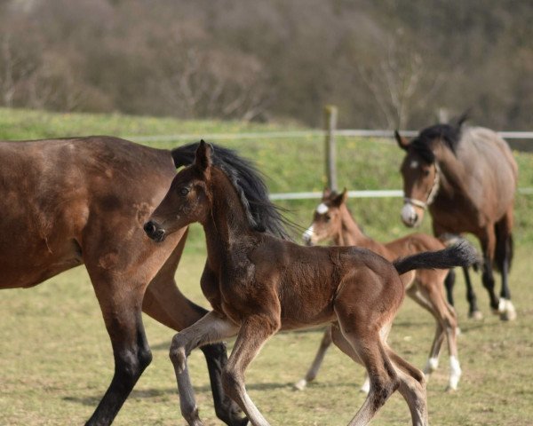 Pferd Crunchy CR (Holsteiner, 2023, von Charaktervoll Hv)