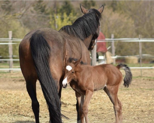 Pferd Rosa Belle von Lord Fauntleroy (Holsteiner, 2023, von Pikeur Lord Fauntleroy)