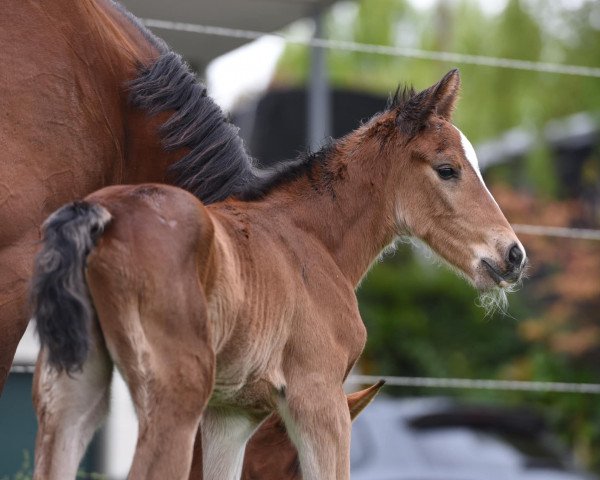 horse Jasper von Gurbrü Z (Zangersheide riding horse, 2022, from Jasper)