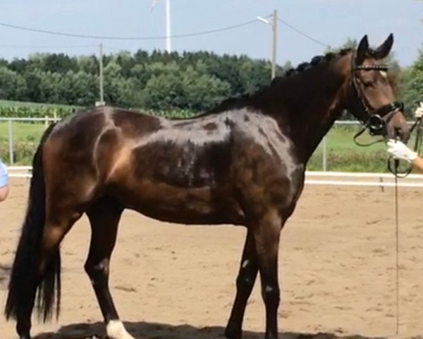 horse Dionysos (German Riding Pony, 2011, from FS Don't Worry)