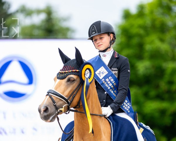 dressage horse Novellini (German Riding Pony, 2012, from Nancho's Noble Classic)