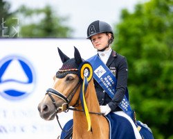 dressage horse Novellini (German Riding Pony, 2012, from Nancho's Noble Classic)