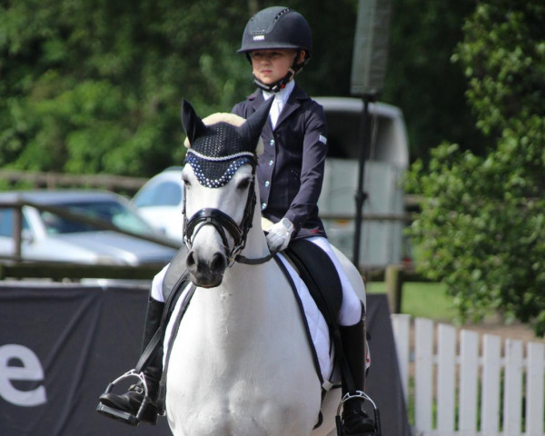 Zuchtstute Philina WE (Deutsches Reitpony, 2004, von Dressman)