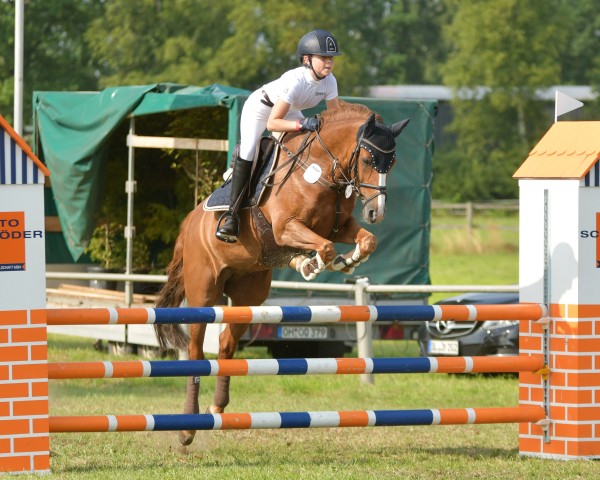 jumper Lord Lennox 16 (German Riding Pony, 2002, from Losander)