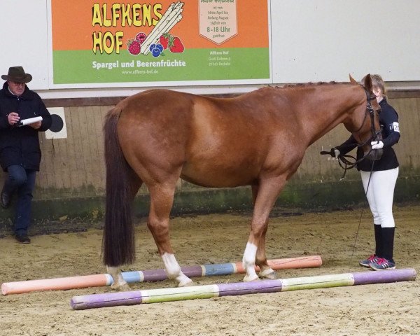 horse Amazing 33 (Oldenburg show jumper, 2007, from Amadeus Z)
