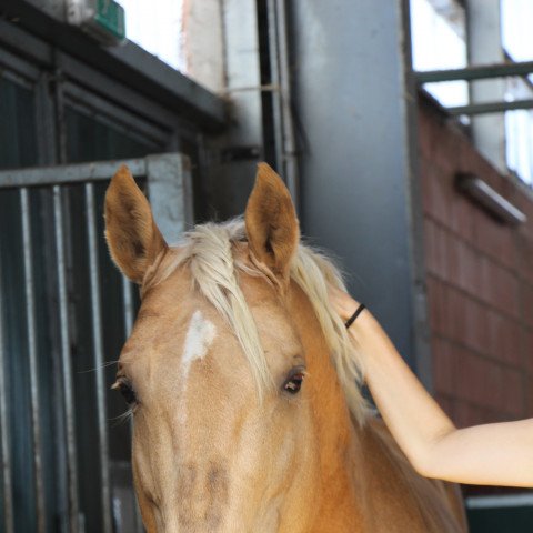 dressage horse Macchiato TL (Rhinelander, 2010, from Magic Memphis)
