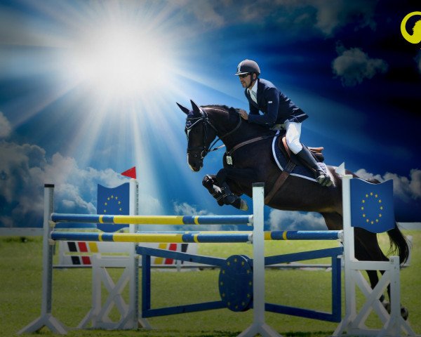 horse Wish of Hamlet (KWPN (Royal Dutch Sporthorse), 2003, from Hamlet)