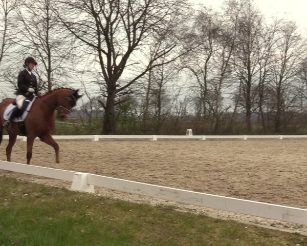 Reitturnier Elmlohe 2023