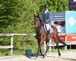 Zuchtstute Diara Von Gurbrue CH (Schweizer Warmblut, 2012, von Diarado)
