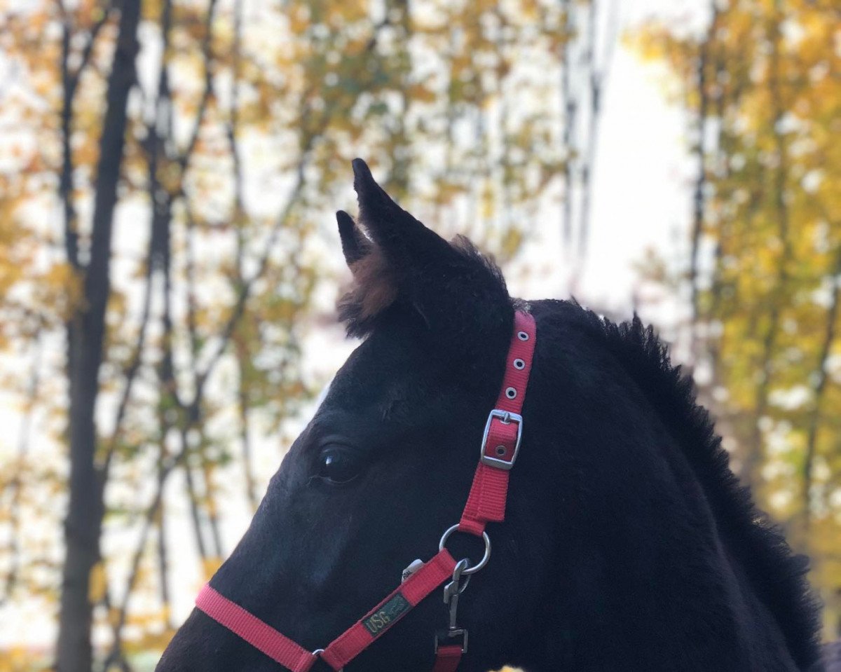 horse Euphora Contina (Oldenburg show jumper, 2021, from Diacontinus)