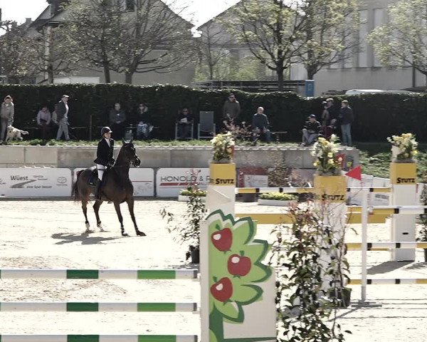 Reitturnier Amriswil 2023