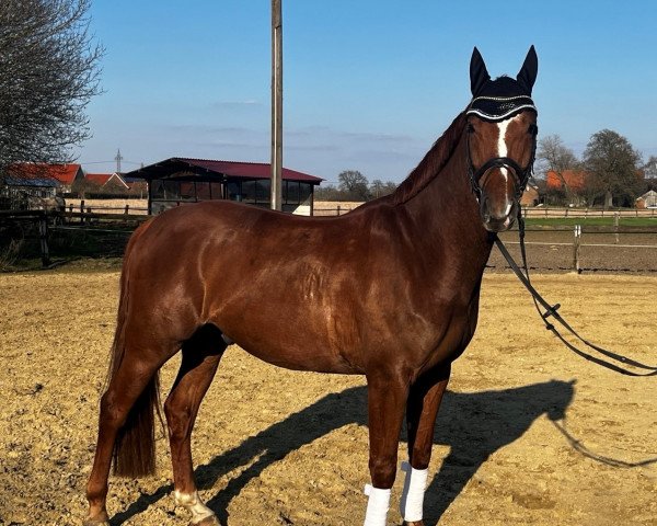 Dressurpferd Fridolin WF (Westfale, 2018, von For Romance I)