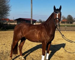 dressage horse Fridolin WF (Westphalian, 2018, from For Romance I)