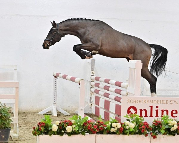 stallion Cascado (Holsteiner, 2019, from Casall Ask) stallion Cascado (Holsteiner, 2019, from Casall Ask)