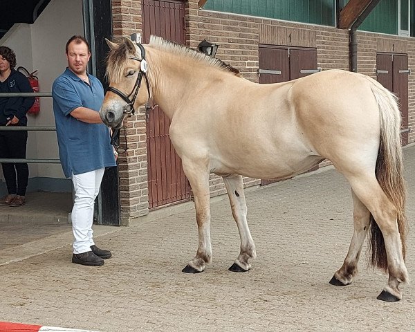Zuchtstute Udith van den Hoflander (Fjordpferd, 2018, von Narvestad Dayser)
