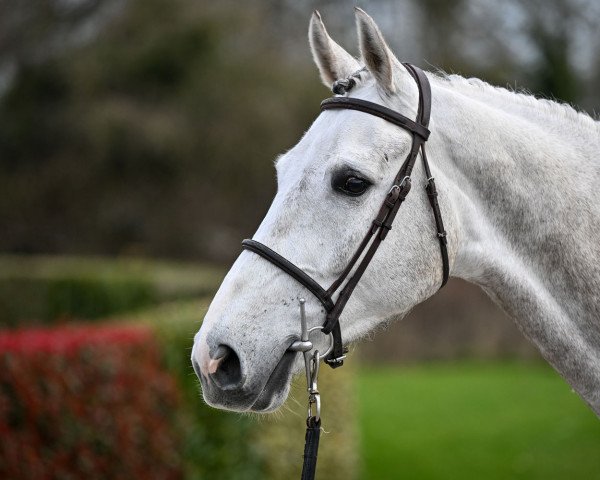Springpferd Idem des Tourelles (Selle Français, 2018, von Untouchable)