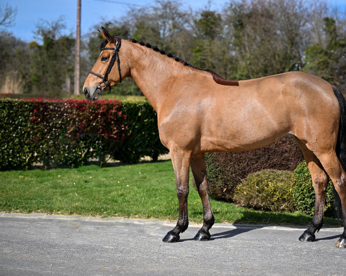 Springpferd Gotha des Forets (Selle Français, 2016, von Un Diamant des Forets)