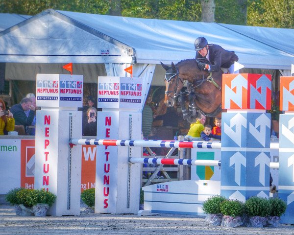 Pferd Quintilius (Deutsches Sportpferd, 2012, von Quality Boy)