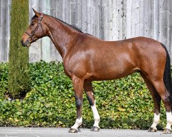 Springpferd Ensor van Spalbeek Z (Zangersheide Reitpferd, 2016, von Elvis Ter Putte)