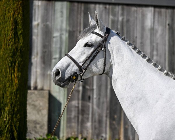 Caballo de salto Calima de Capellan (Caballo Deportivo Español, 2017, de Cornet Obolensky)