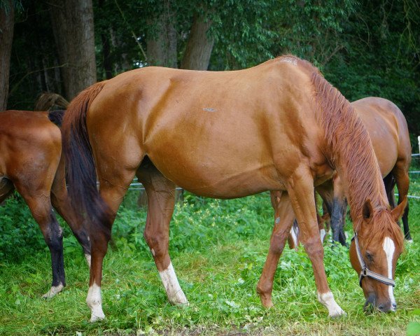 broodmare Rascin's Pilotina (Hanoverian, 2014, from Van Schijndel's Rascin)