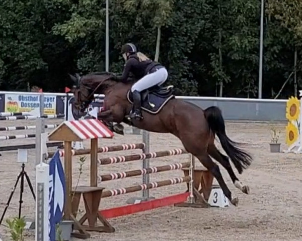 jumper Charitella (Oldenburg show jumper, 2016, from Campitello) jumper Charitella (Oldenburg show jumper, 2016, from Campitello)