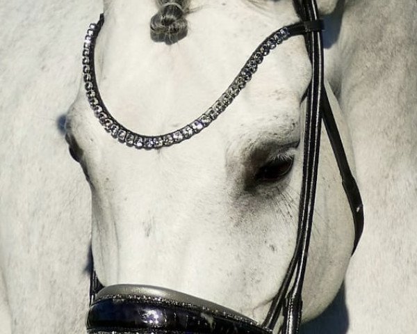 broodmare Ballerina (German Sport Horse, 2016, from Belantis)