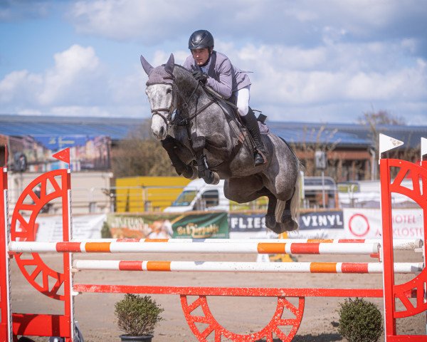 jumper Viva La Vida 39 (German Sport Horse, 2017, from van Gogh)