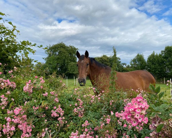 Springpferd Larino (Bayer, 1997, von Lanacar) Springpferd Larino (Bayer, 1997, von Lanacar)